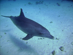 Delfin